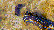 sea eats GIF