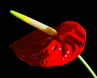 Boyzandflowers flowes boyzandflowers GIF