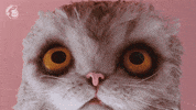 Upside Down What GIF by Mailchimp