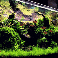 Happy Fish GIF by AquariumMe