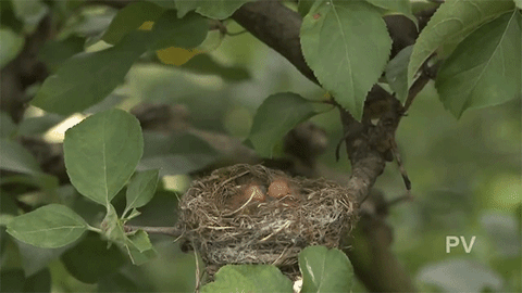 bird birdoftheyear GIF