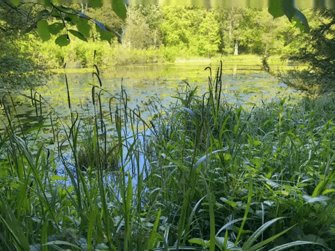 Northumberland Live Photo GIF