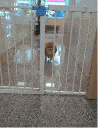 baby fluff GIF