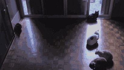 tingtinglu giphyupload GIF