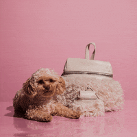 Puppy Backpack GIF by KARA