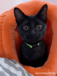 Cat Jump GIF