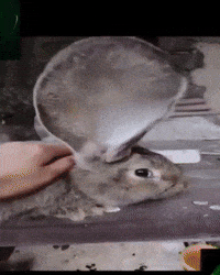 yayahndrx meme rabbit radar sonar GIF
