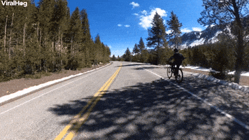 Biking Past Bison
