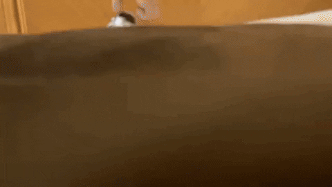 cuteanimalland giphyupload GIF