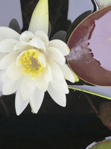 Portland Lily GIF by EDGARDUDE