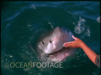 shark GIF