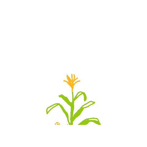 ilcorn giphygifmaker corn farming illinois Sticker