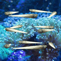Under Water Ocean GIF