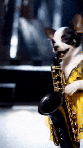 Chihuahuas Dogslovers GIF
