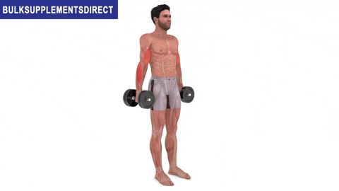 BulkSupplementsDirect giphyupload bulksupplementsdirect long head bicep exercises GIF