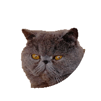 Cat Min Sticker by petokoto