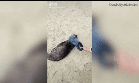giphyupload GIF