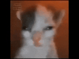 Sad Cat GIF