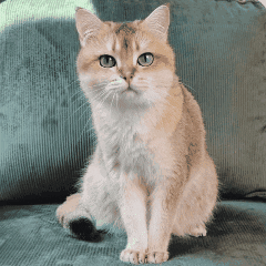 kinyobi_cat  GIF