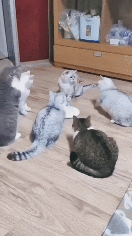 cuteanimalland giphyupload GIF