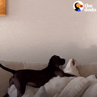 Dog GIF by The Dodo