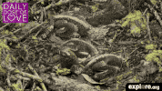exploreorg love nature animal organic GIF