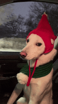 Jindo GIF