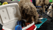 dog GIF by Puppy Bowl