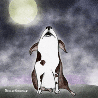Dog Halloween GIF by Red and Howling