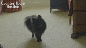BigMountain cute dog pomeranian channel 4 GIF
