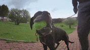 abanaacauda fun dog master treino GIF