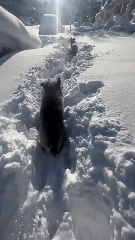 Dogs Struggle Through Deep Snow