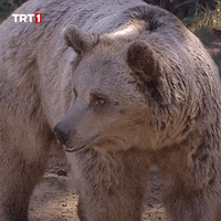 Good Bye No GIF by TRT