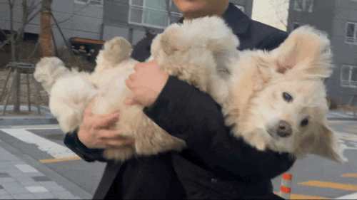 lulu__mix giphyupload dog 강아지 인절미 GIF