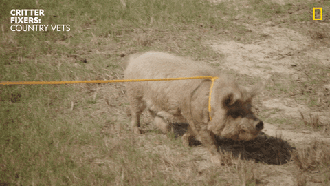 National Geographic Vet GIF by Nat Geo Wild