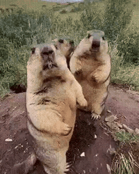 Awkward Stop GIF by Respective