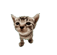 Cat Kitty Sticker