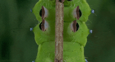 x insect GIF by Head Like an Orange