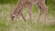Tired Baby Animals GIF by San Diego Zoo Wildlife Alliance