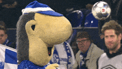 GIF by FC Schalke 04