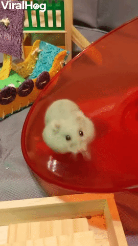 Hamster Loves Running on Her Saucer