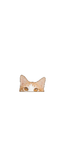 Yycat Sticker