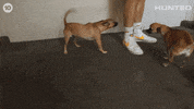Huntedau GIF by Hunted Australia