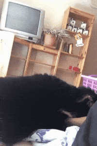 adorable GIF