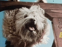 Dog Vintage GIF