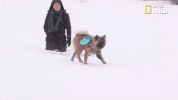 doggie winter wonderland pupparazzi GIF by Nat Geo Wild
