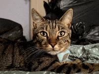 Cat No GIF