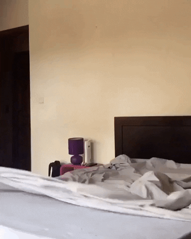 cuteanimalland giphyupload GIF