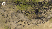 pbs adventure GIF by EARTH A New Wild