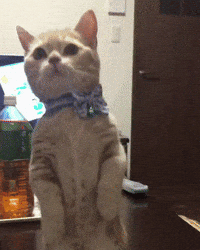 cat GIF
